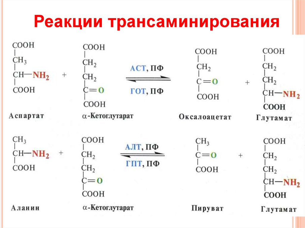 Перенос аминокислот. Схема реакции трансаминирования аминокислот. Реакция переаминирования аминокислот. Трансаминирование аминокислот аспартат. Трансаминирование Альфа аланина.