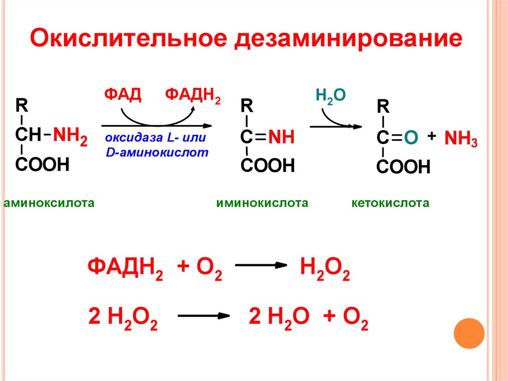 Окислительное дезаминирование аланина