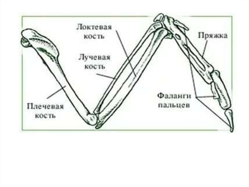Скелет передней конечности птиц состоит из