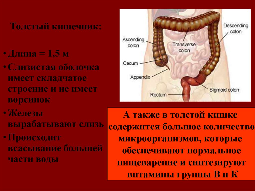 Пищеварительные железы толстого кишечника. Длина человеческой кишки.