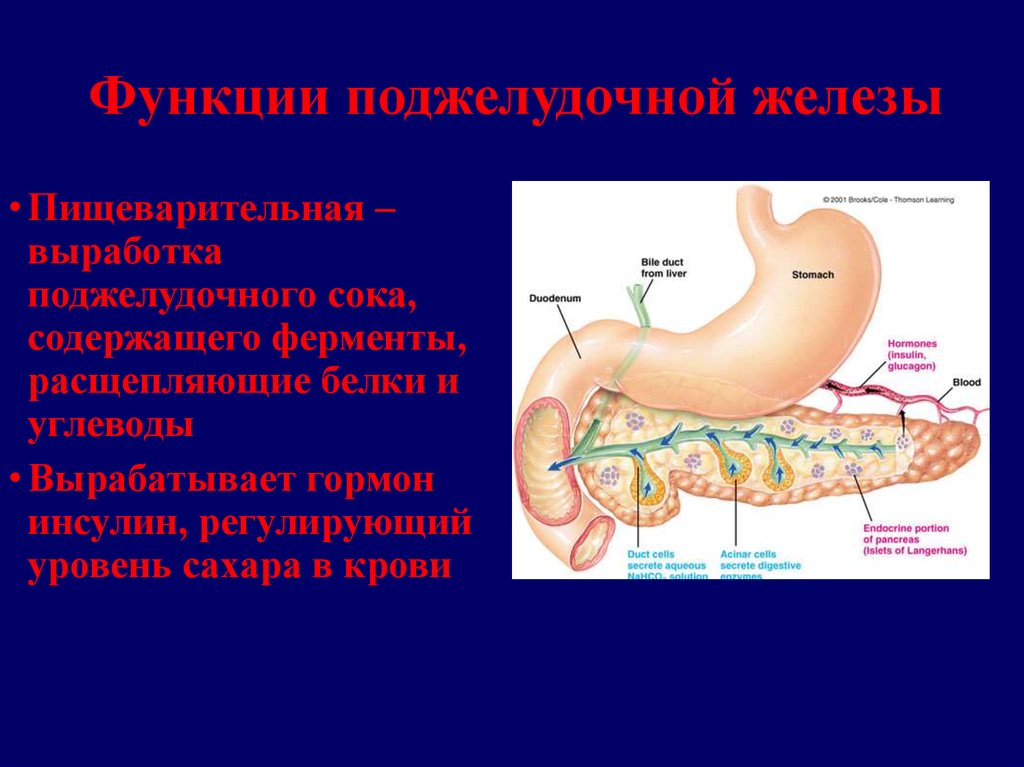 Панкреатический фермент расщепляющий белки. Поджелудочная железа анатомия функции. Строение и функция поджелудочной железы у животных. Поджелудочная железа строение и функции. Анатомия и функция поджелудочной.