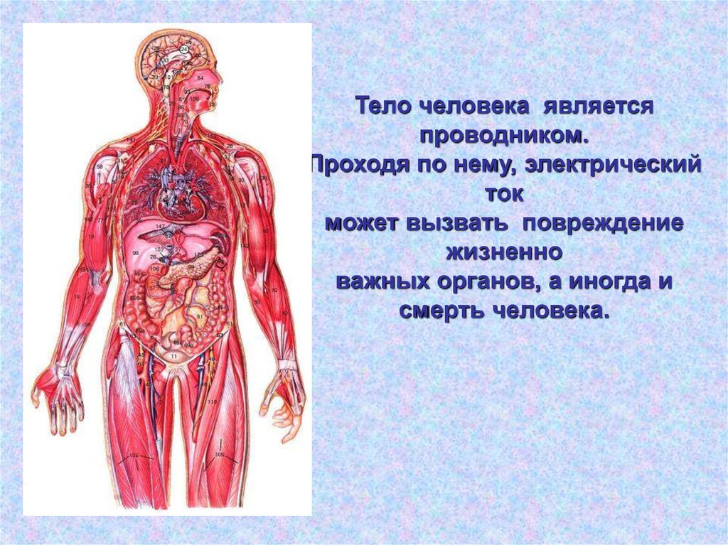Организм на фотографии является. Тело человека проводник. Организм человека. Электрический ток в организме. Жизненно важные органы.