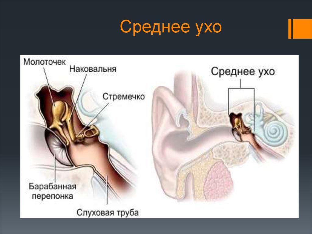 Строение среднего уха анатомия