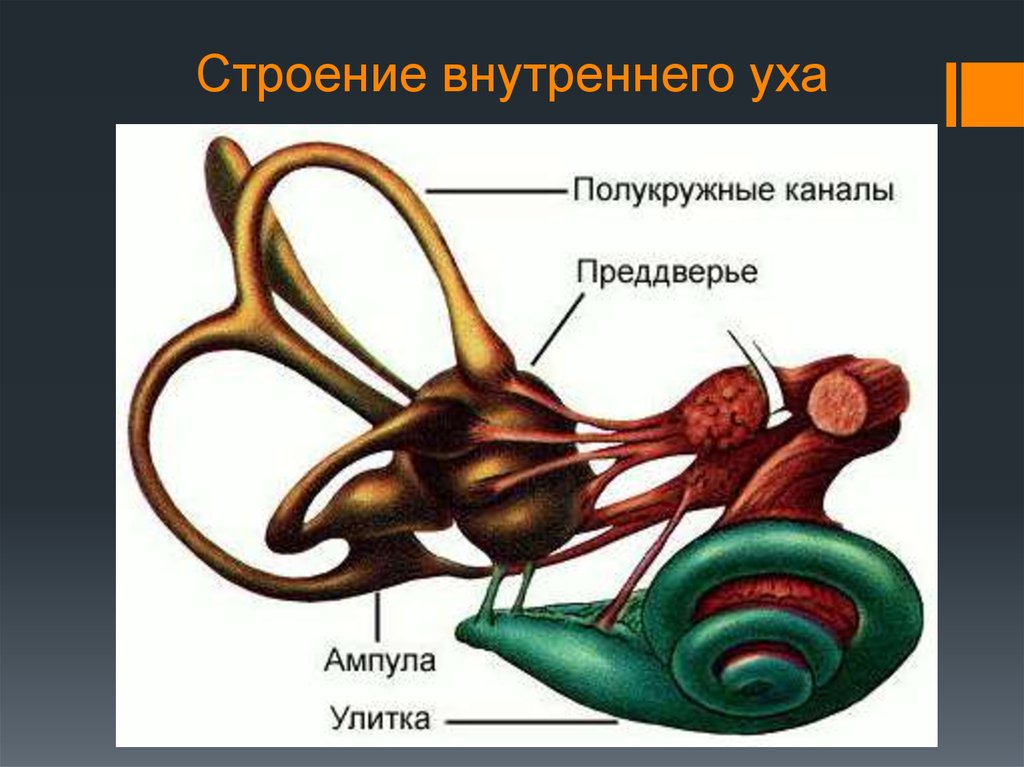 Структура улитки внутреннего уха