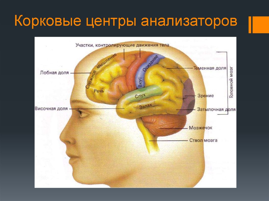 Корковый конец зрительного анализатора расположен