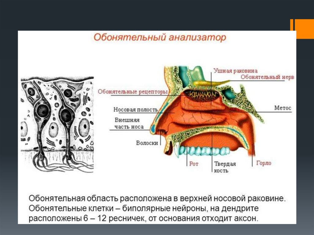 Обонятельная раковина носовой полости. Обонятельная полость носа. Обонятельная луковица положение. Нос волоски окружающий мир 3 класс.