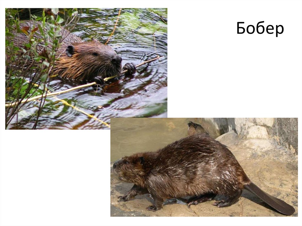 Бобер