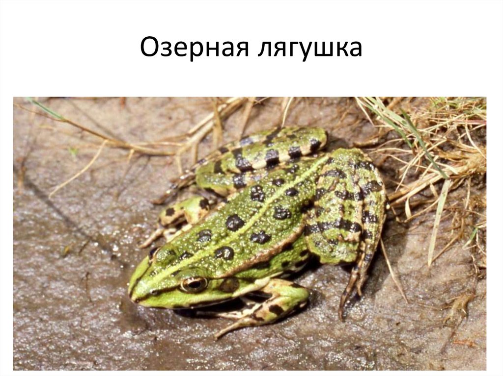 Озерная лягушка