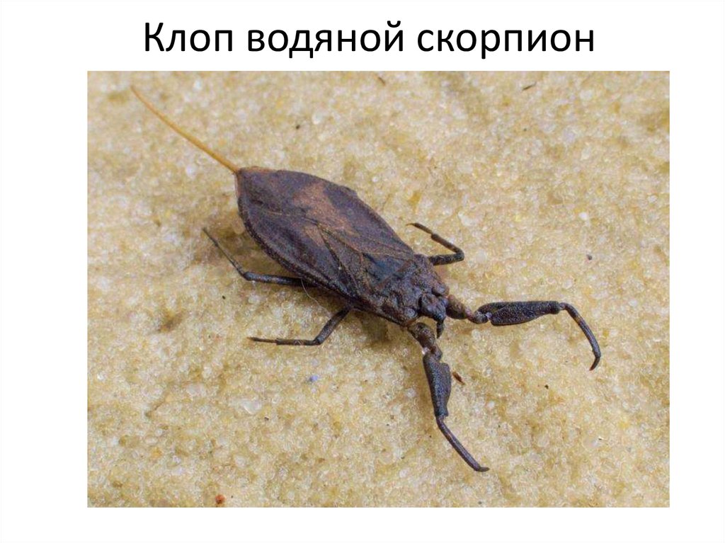 Клоп водяной скорпион