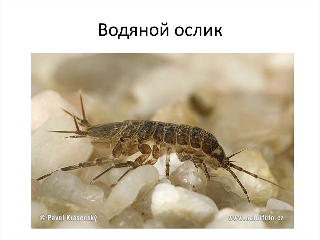 Водяной ослик