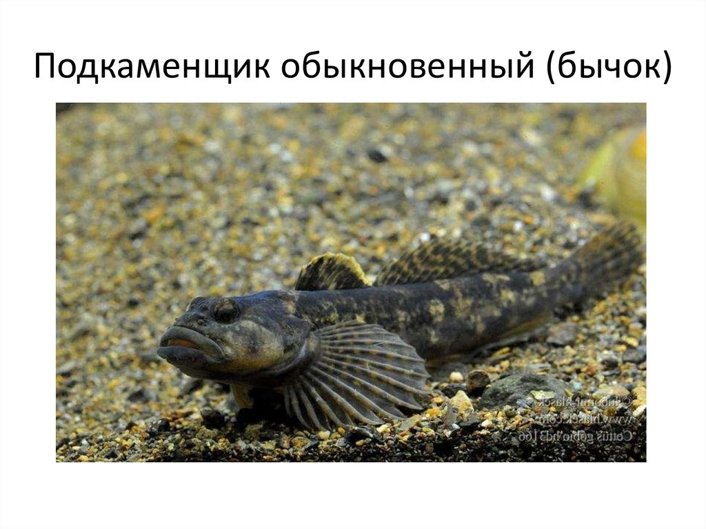 Подкаменщик обыкновенный (бычок)