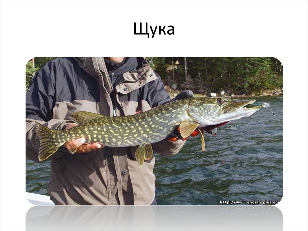 Щука