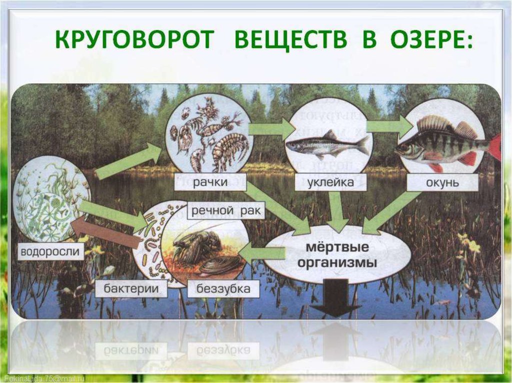 Пример связи растения и животного. Круговорот веществ в сообществе водоема 3. Круговорот веществ в водоеме 3 класс схема окружающий мир. Схема круговорота веществ в сообществе водоема. Круговорот веществ водоема схема 3.