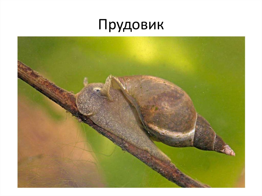 Прудовик