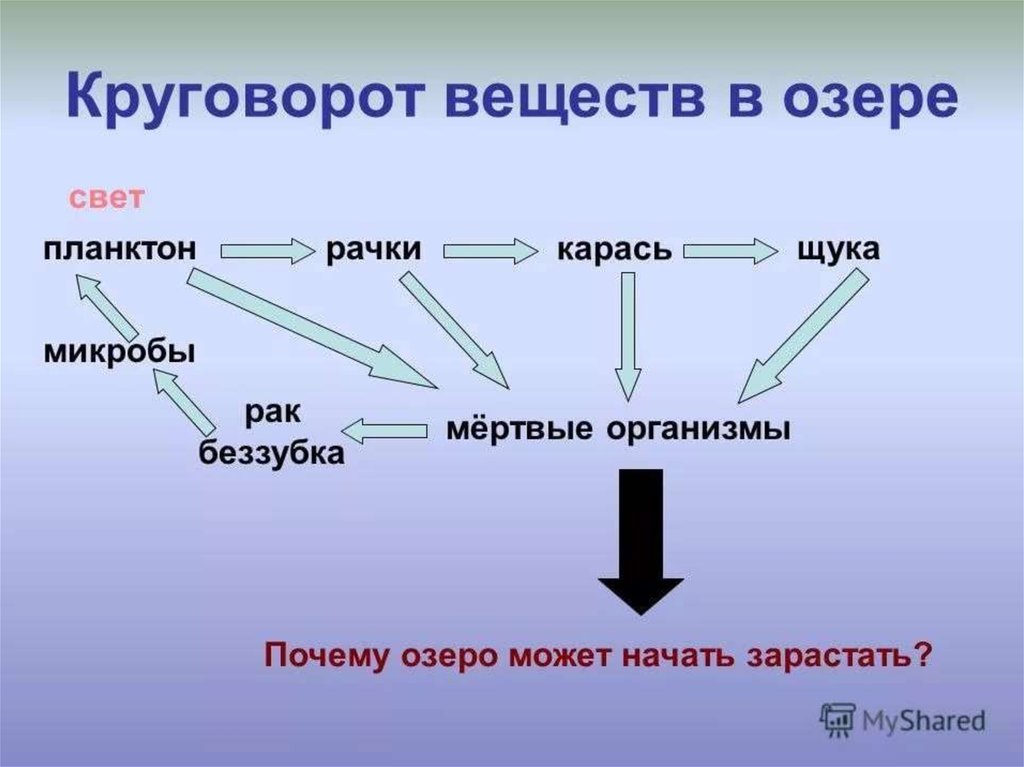 Пищевая цепь питания озера. Схема круговорота веществ в водоеме. Схема круговорота в сообществе водоема. Нарисовать схему круговорота веществ в сообществе водоема. Круговорот веществ в водоеме.