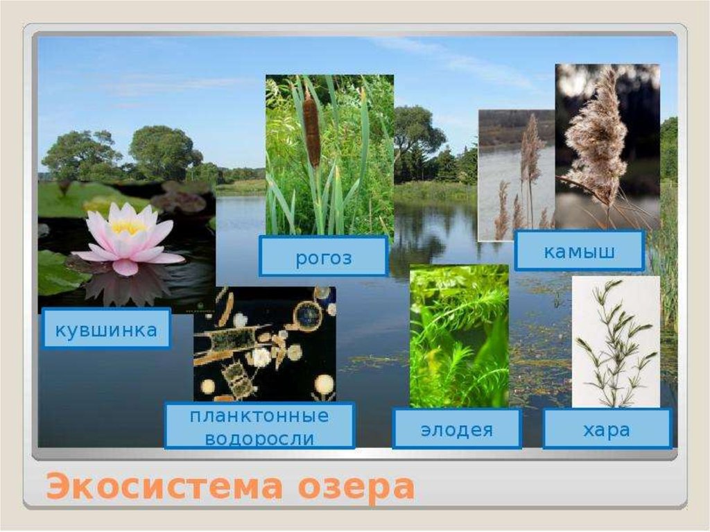 Экосистема озера 3 класс. Озерные экосистемы. Экосистема озера. Пищевая сеть водной экосистемы. Пресноводная экосистема озеро.