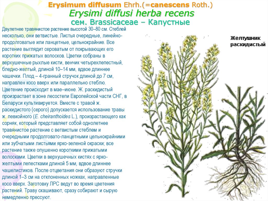Erysimum diffusum Ehrh.(=canescens Roth.) Erysimi diffusi herba recens cем. Brassicaceae – Капустные