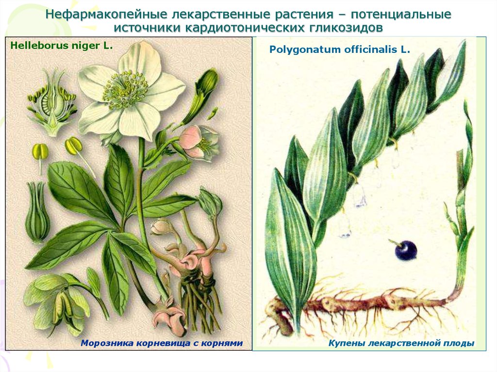 Растения источник. Гликозиды в растениях. Растения, содержащие сапонин-гликозиды:. Растения содержащие сердечные гликозиды. Лекарственные растения сердечные гликозиды.