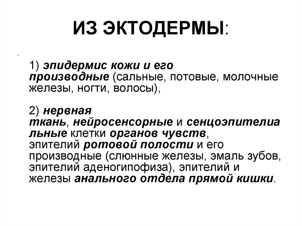 ИЗ ЭКТОДЕРМЫ: