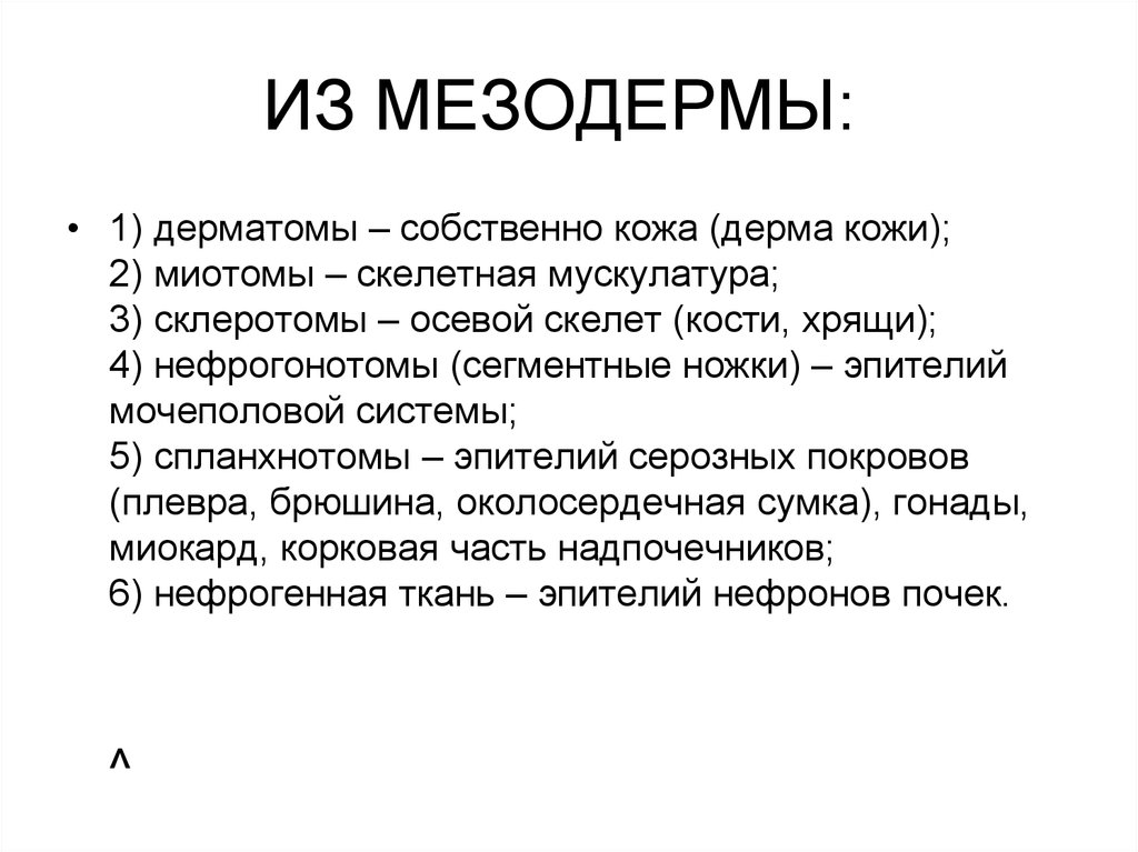 ИЗ МЕЗОДЕРМЫ: 