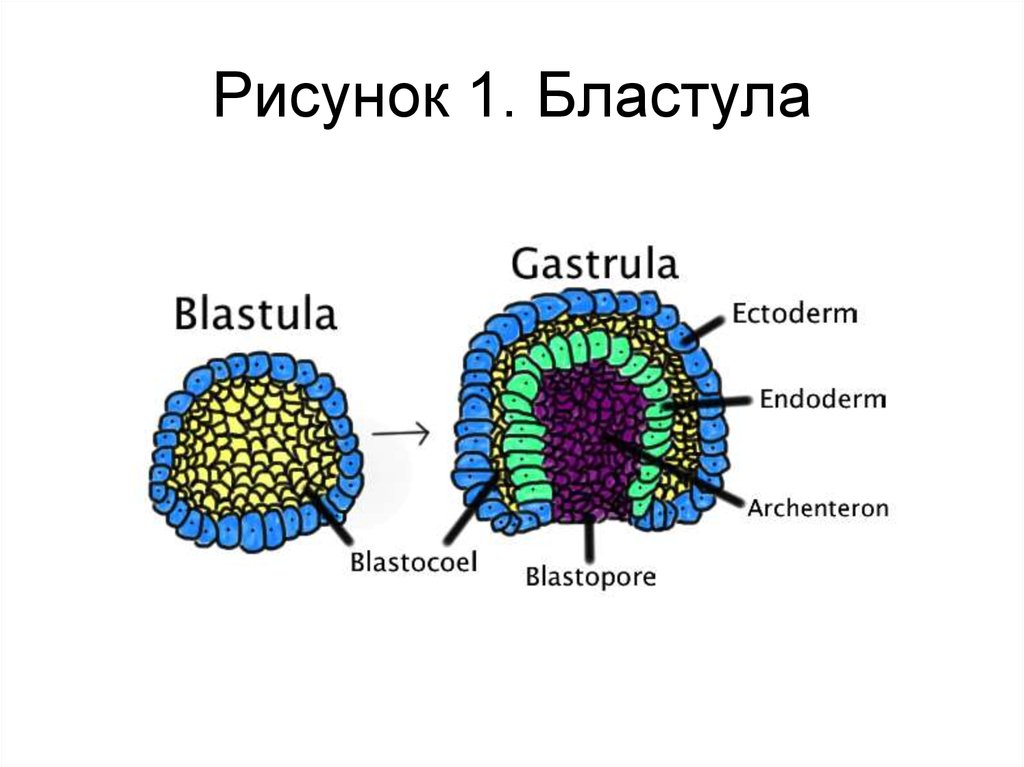 Рисунок 1. Бластула