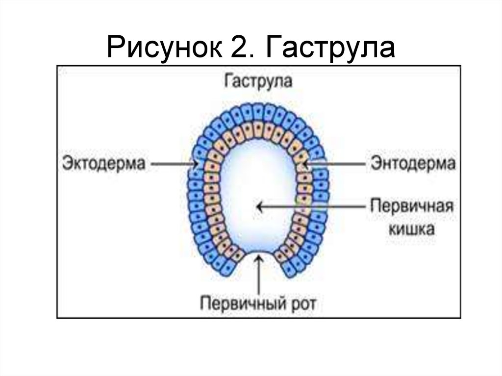 Бластула гаструла рисунок