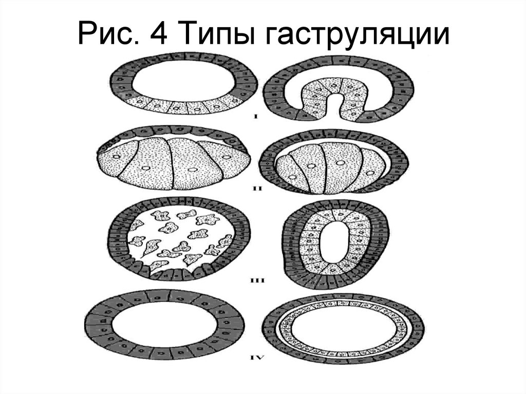 Гаструляция иммиграция рисунок