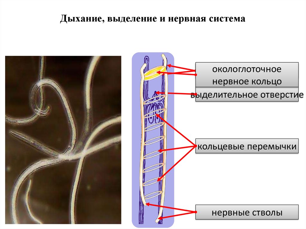 Окологлоточное нервное кольцо система