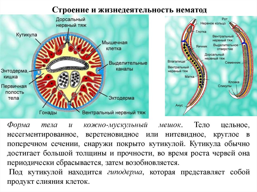 Плоские черви первичная полость тела. Кутикула круглых червей строение. Тип круглые черви строение тела. Выделительная система круглых червей. Кожно мускульный мешок нематод.
