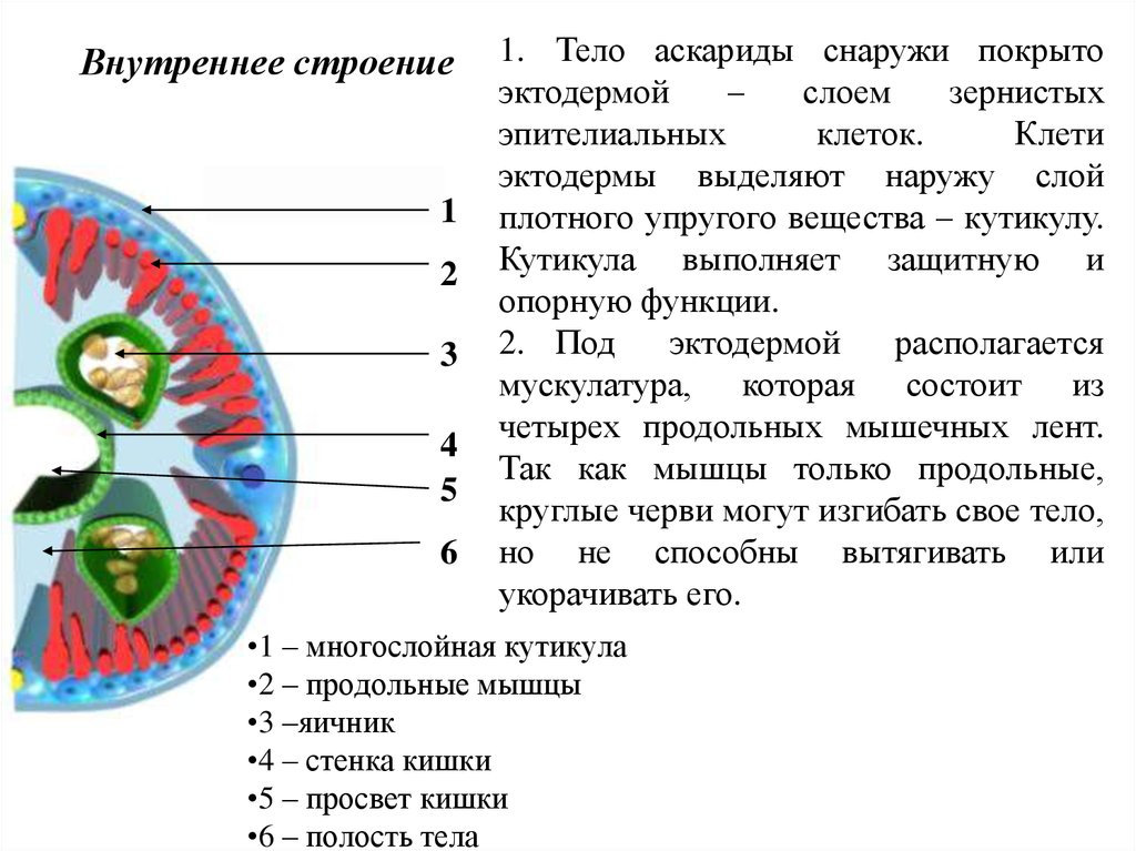 Божья коровка строение тела схема