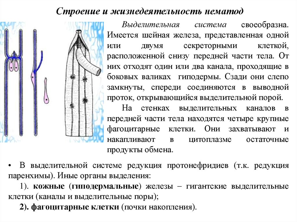 Выделительная система круглых червей. Выделительная система нематод 7 класс. Шейная железа нематод. Органы выделения нематод. Строение выделительной системы нематод.