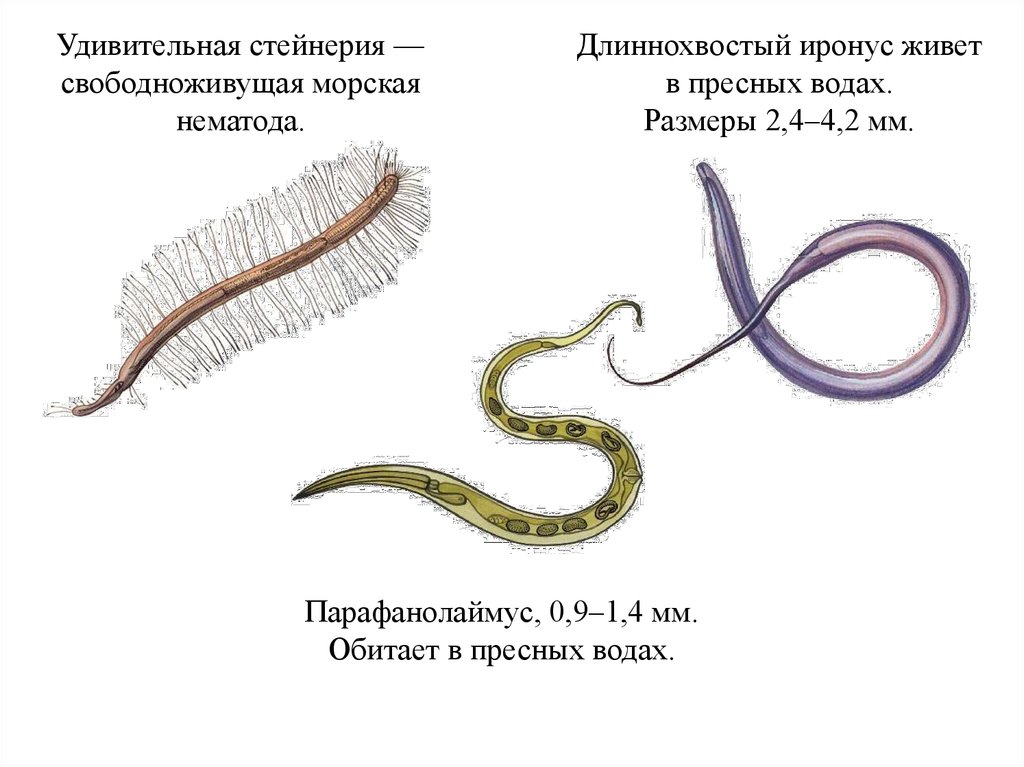 Круглые черви примеры названия. Свободноживущие круглые черви представители. Нематоды - Первичнополостные черви. Свободноживущие нематоды. Свободноживущие нематоды черви.