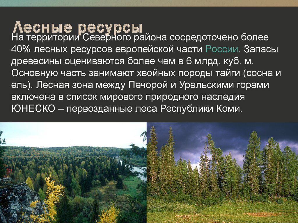 Лесные ресурсы сайт. Лесные ресурсы европейского севера. Лесные ресурсы европейского Юга. Лесные ресурсы Северного экономического района. Природные богатства европейской части России.