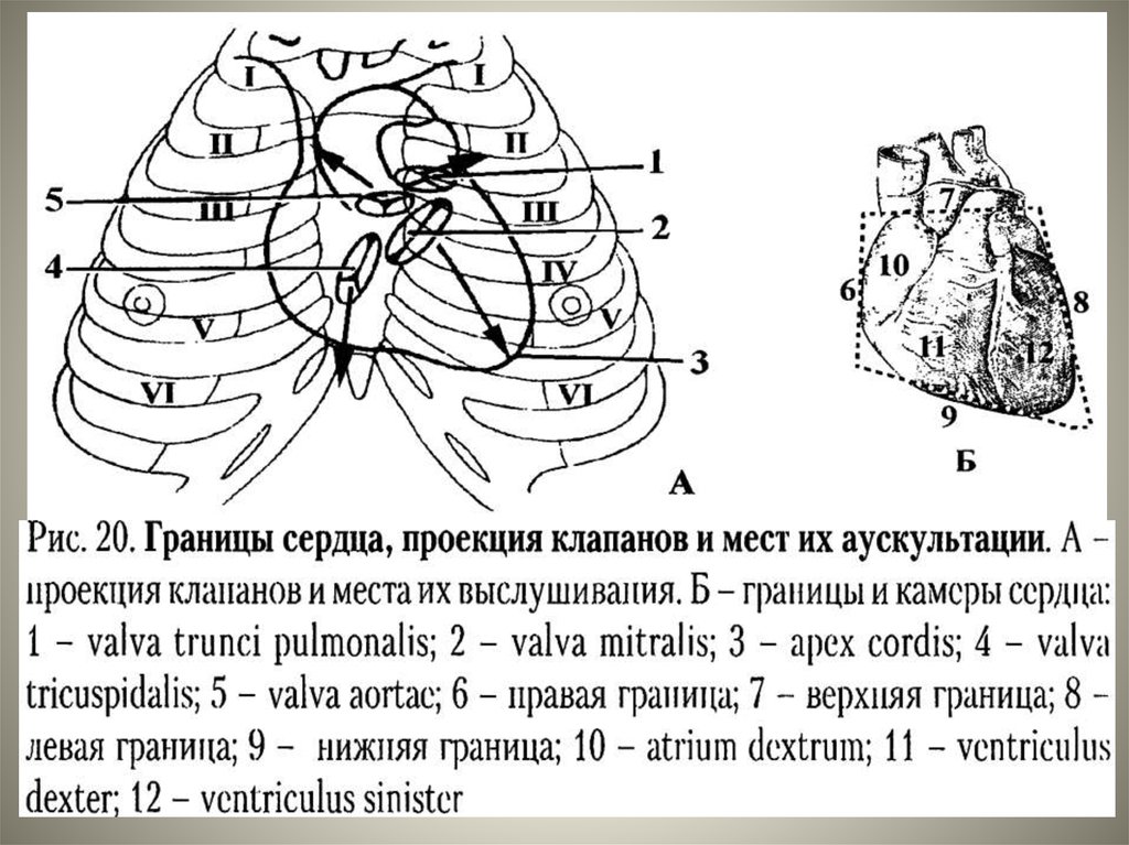 Проекция границ и клапанов сердца на грудную клетку схема