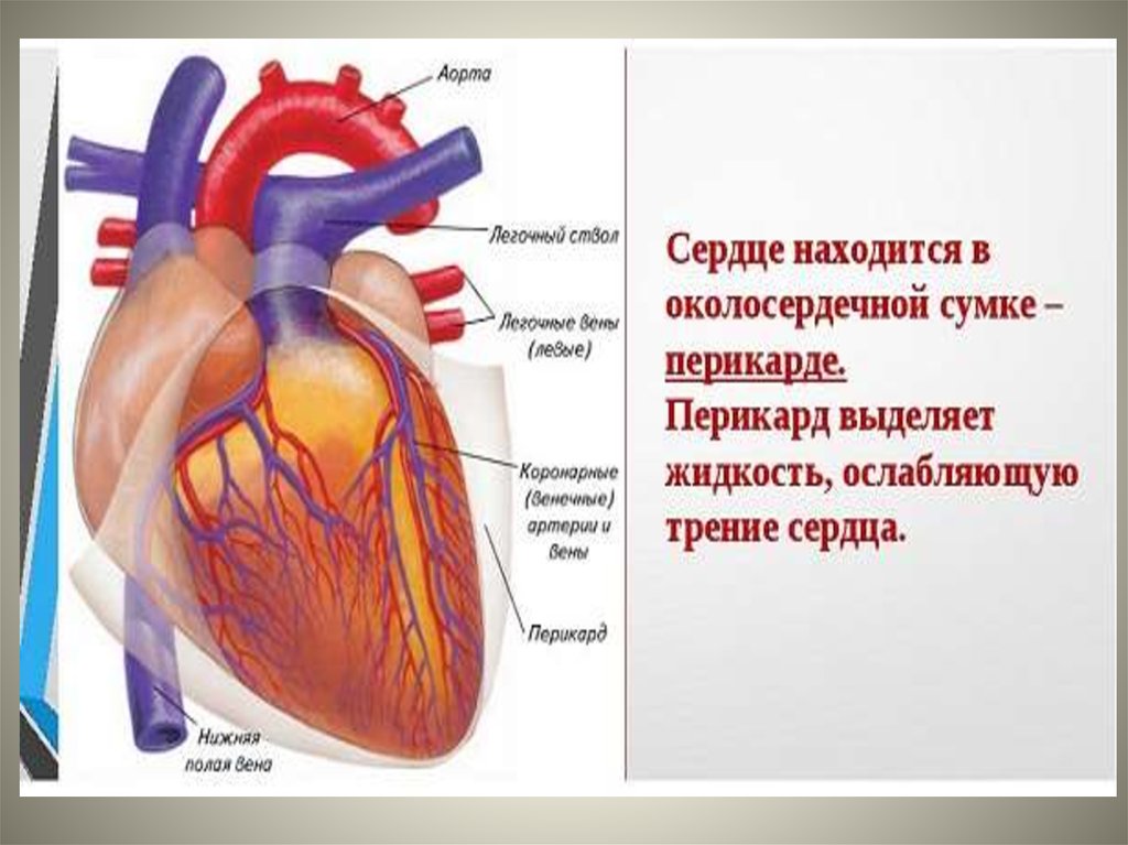 Сердце окружено околосердечной сумкой. Топография сердца. Легочный ствол сердца.