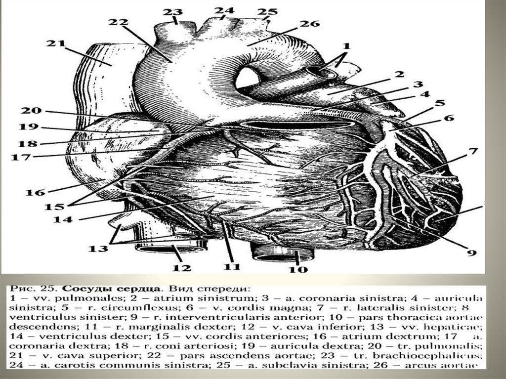 Где находится сердце у свиньи схема