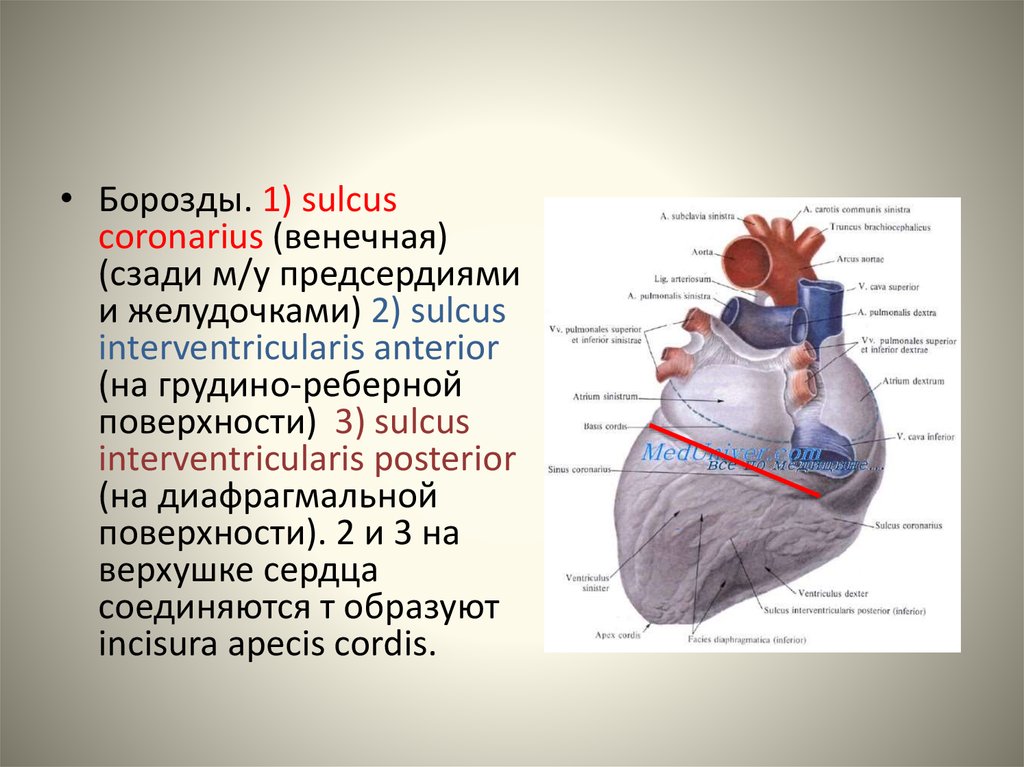 Топография сердца схема