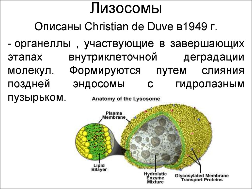 Для лизосом характерно