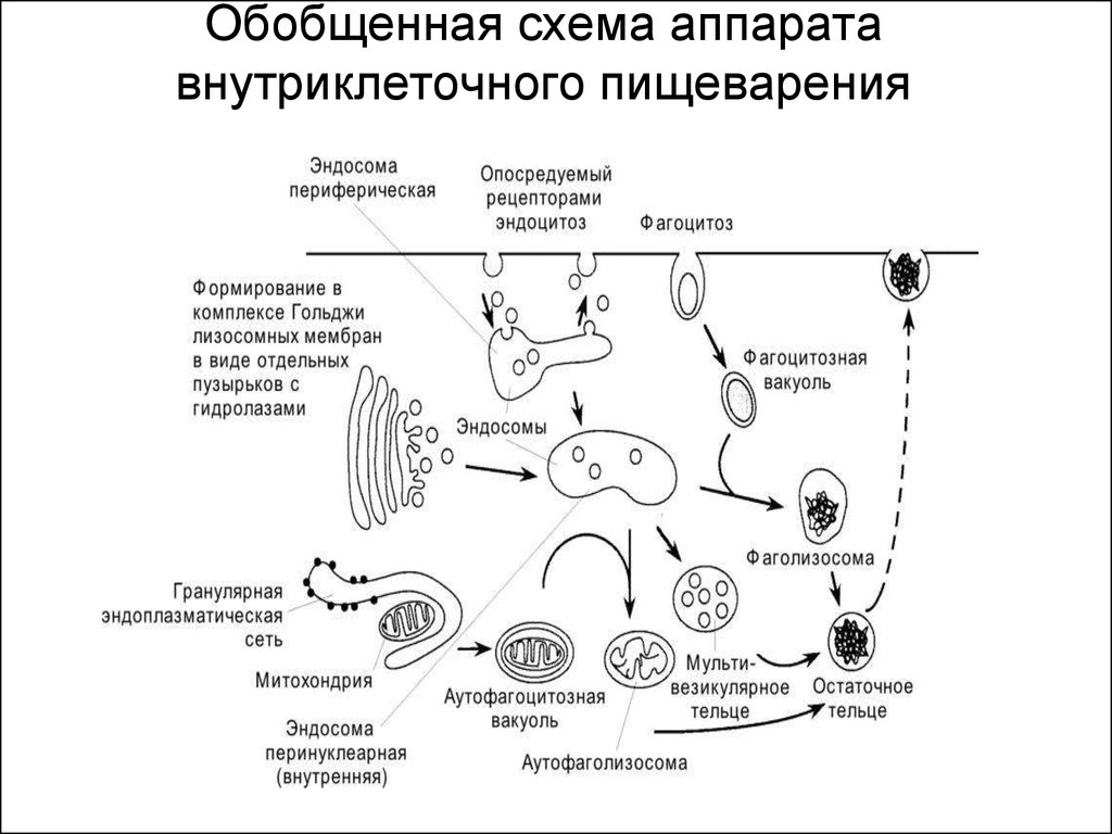 Объект лизосома центриоль процесс внутриклеточное пищеварение. Аппарат внутриклеточного переваривания лизосомы. Внутриклеточное переваривание лизосом. Клеточное пищеварение схема ЕГЭ. Аппарат внутриклеточного переваривания строение.