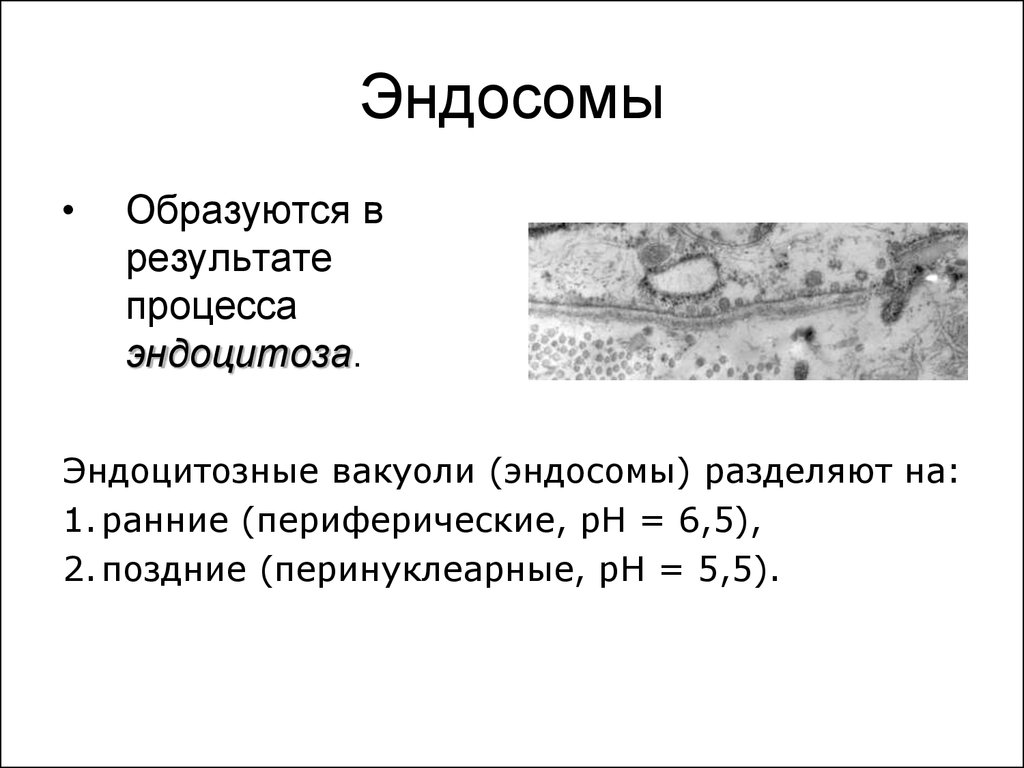 В результате процесса образуются. Структура и функция ранней эндосомы.. Структура и функция поздней эндосомы.. Перинуклеарные эндосомы. Эндосомы строение и функции.