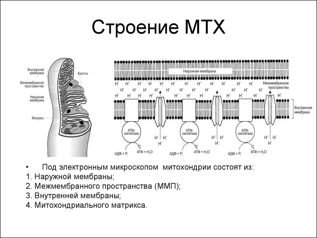 Строение внутренней мембраны митохондрии. Наружная мембрана митохондрий структура. Внешняя и внутренняя мембрана митохондрий. Строение внешней мембраны митохондрий. Функции наружной мембраны митохондрий.