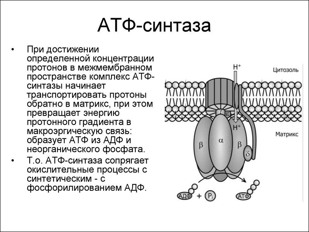 Фермент синтезирующий атф. АТФ синтаза в митохондрии. АТФ синтаза строение. Активатор АТФ-синтазы. Строение АТФ синтазного комплекса.