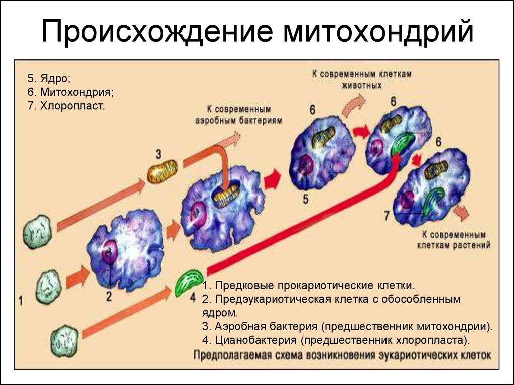 Атф в клетках эукариот образуются. Происхождение митохондрий теория симбиогенеза. Симбиотическая теория происхождения митохондрий. Плазмидная теория происхождения митохондрий. Происхождение митохондрий.