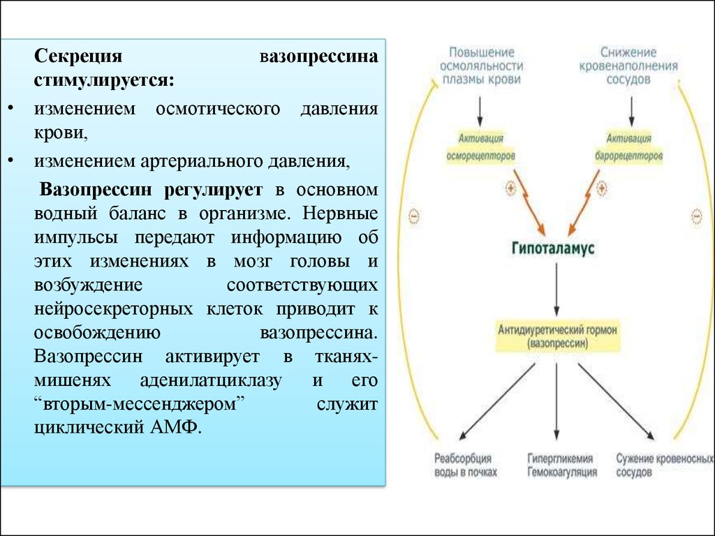 Какие изменения происходят в организме. Механизм секреции гормона вазопрессина. Механизм активации вазопрессина. При уменьшения секреции антидиуретического гормона. Механизм секреции антидиуретического гормона (вазопрессина).