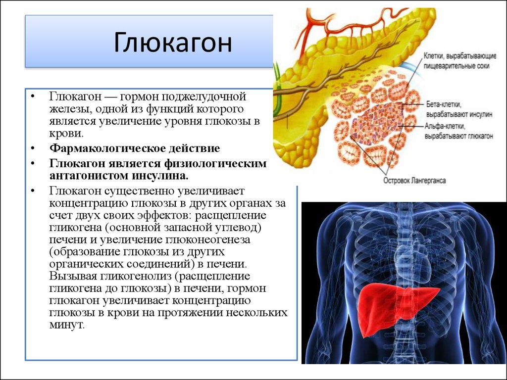 Соматотропин поджелудочной железы. Глюкагон поджелудочной железы функция. Глюкагон функции гормона. Глюкагон функции гормона в организме человека. Функция гормона поджелудочной железы глюкагона.