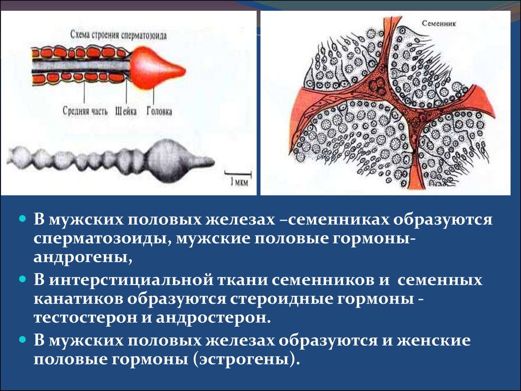 Железу образует. Мужские гормоны образуются в. В семенниках образуются половые гормоны. Мужской половой гормон образуется в. Мужские половые гормоны образуются в.