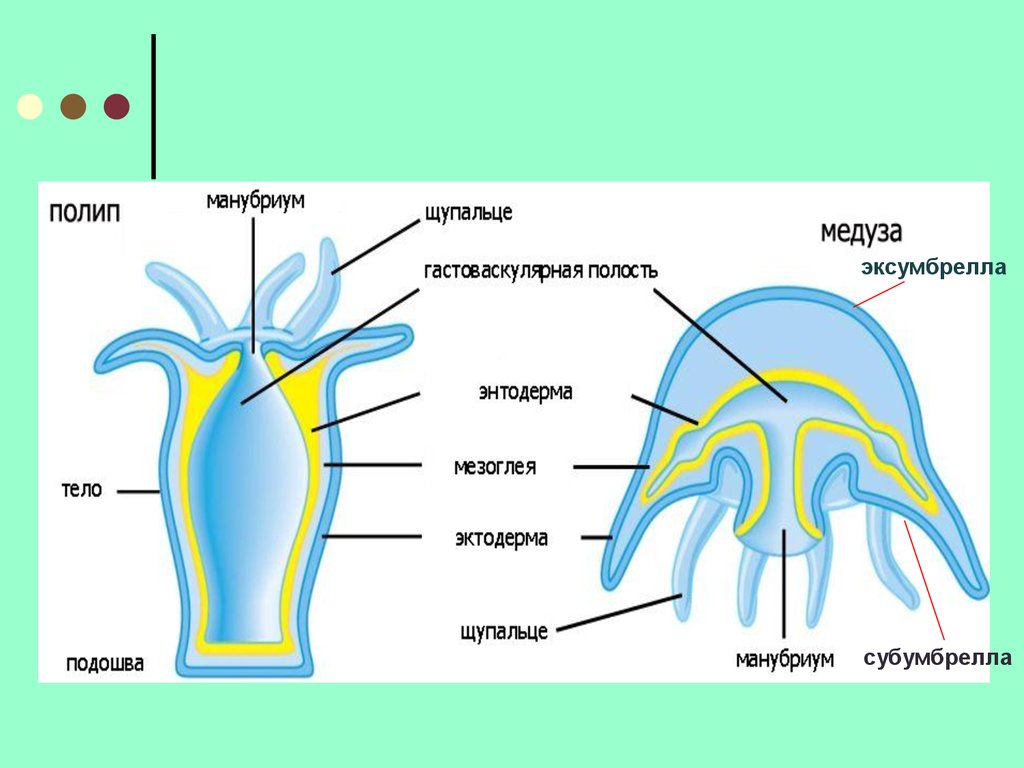 Тело кишечнополостных состоит из трех слоев. Схема строения сцифоидной медузы. Внутреннее строение медузы. Кишечнополостные строение медузы. Части тела медузы и актинии 3 класс.