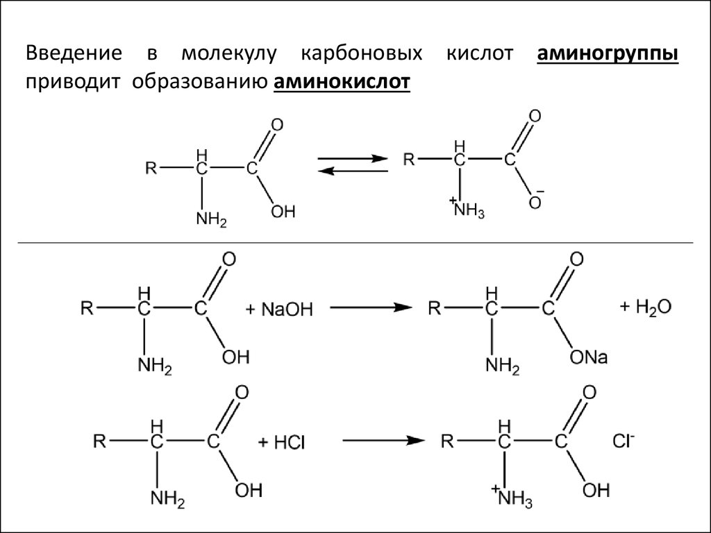 Введение в молекулу карбоновых кислот аминогруппы приводит образованию аминокислот