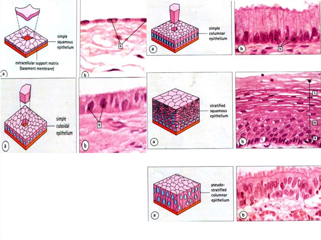 Виды эпителия. Однослойный плоский эпителий рисунок гистология. Эпителий ткань гистологии. Эпителиальная ткань гистология. Эпителиальная ткань строение гистология.