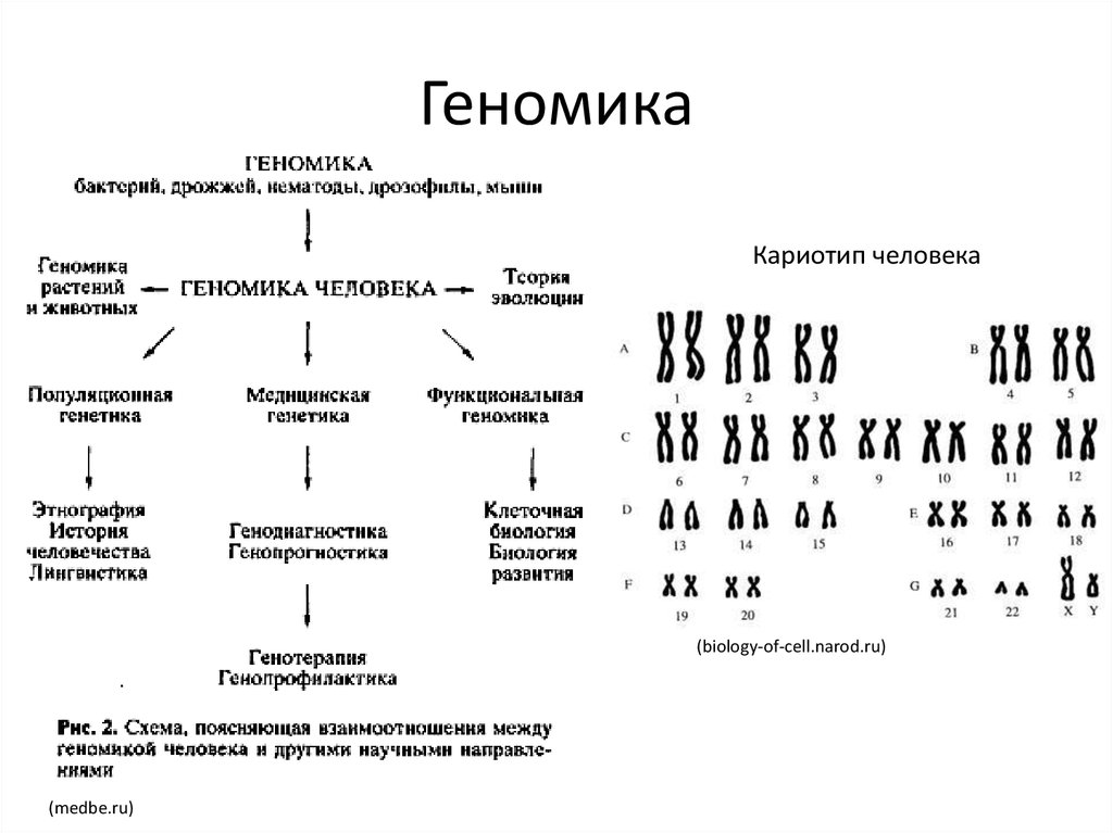 Презентация геномика и протеомика